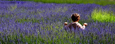 Pelindaba Lavender Farm San Juan Island Washington