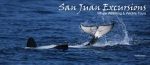 San Juan Excursions Whale Watch Tours