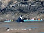 Sea Quest Kayak & Whale Tours