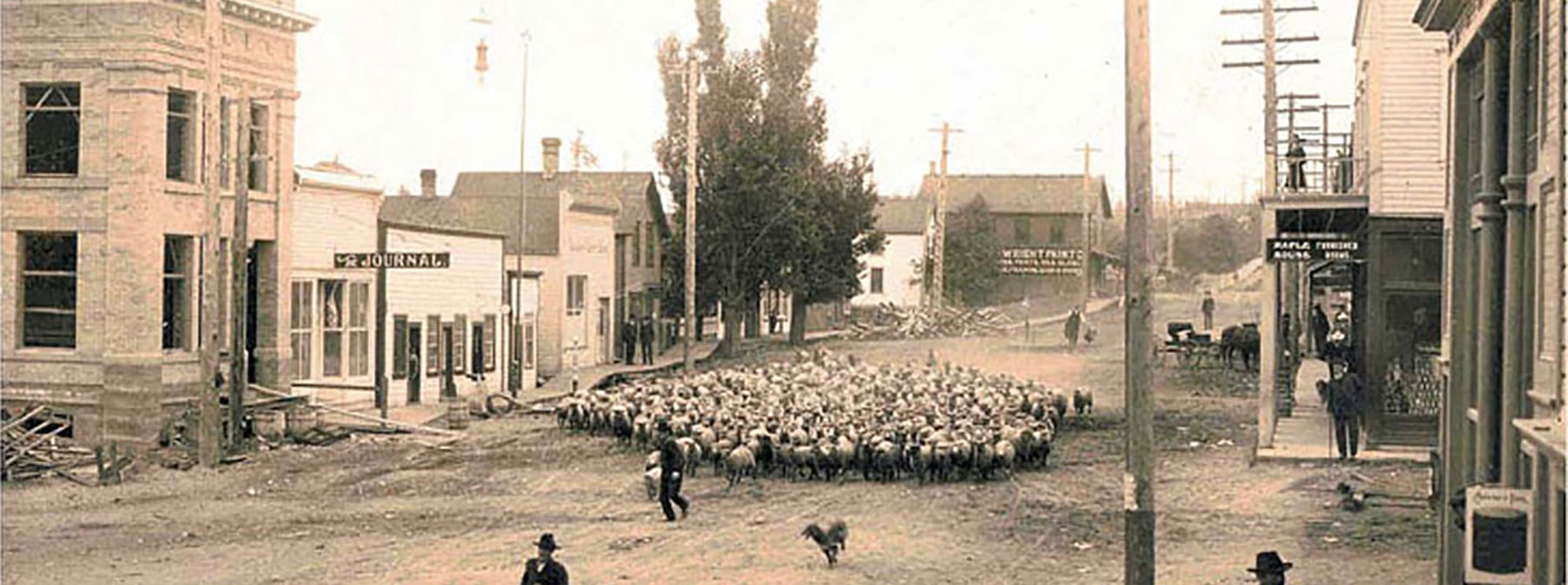 Old Friday Harbor - Moving Sheep in front of CBSJI Building